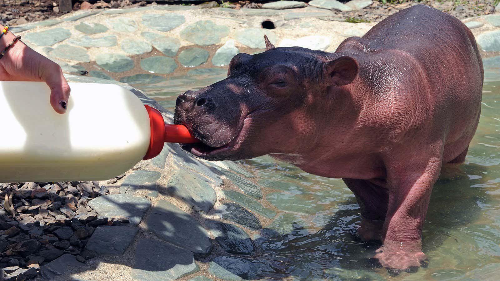 Una foto de un bebé hipopótamo. 
